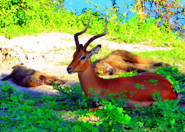 28_2014-01-09_Impala & Baboon �߽���������0001.JPG