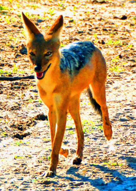 29_2014-01-09_Black-backed Jackal, Not A Fussy Eater �ڱ����ǡ��Ӳ���ʳ-10001.JPG