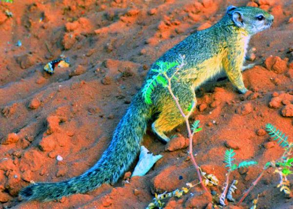 31_2014-01-09_Unstriped Ground Squirrel �����Ƶ�����-10001.JPG