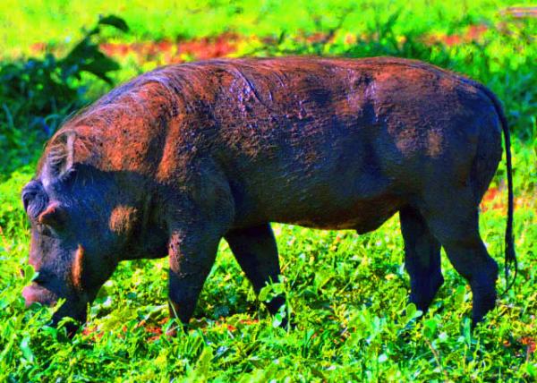 32_2014-01-09_Warthog ����0001.JPG