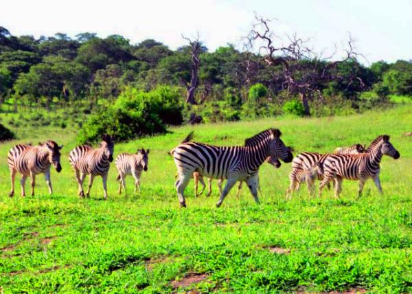 33_2014-01-09_Plains Zebras ƽԭ����-10002.jpg