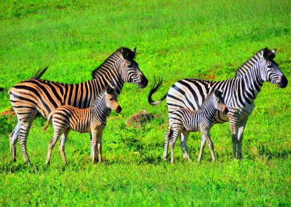 34_2014-01-09_Zebra_Like Mother Like Daughter ������һ����Ů��-30001.JPG