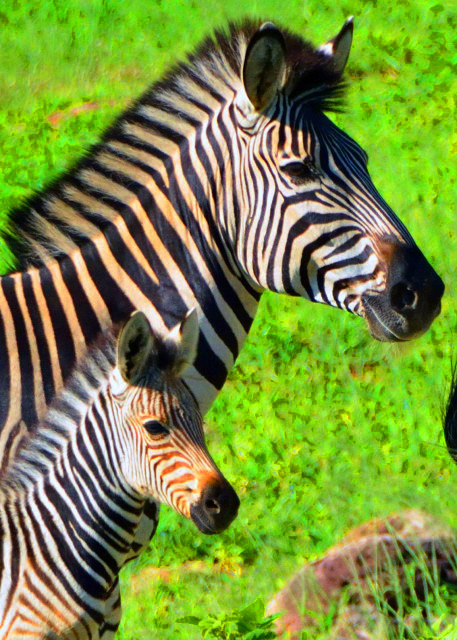 34_2014-01-09_Zebra_Mane ��ë����-40001.JPG