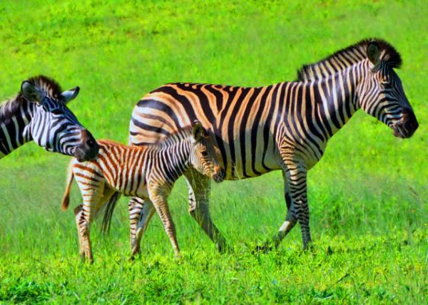 36_2014-01-09_Zebra_Mother & Foal ������ĸ������-20001.JPG