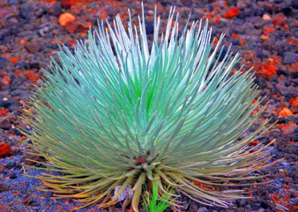18_10-05-07_ Flower_Young Silversword ��������0001.JPG