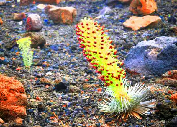 19_10-05-07_ Flower_Silversword ����0001.JPG