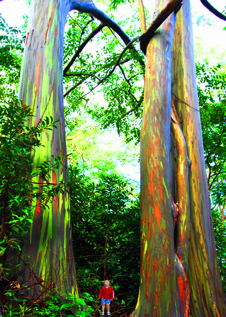 32_10-06-07_ Plant_Painted Bark Eucalyptus Trees ��Ƥ����-10001.jpg