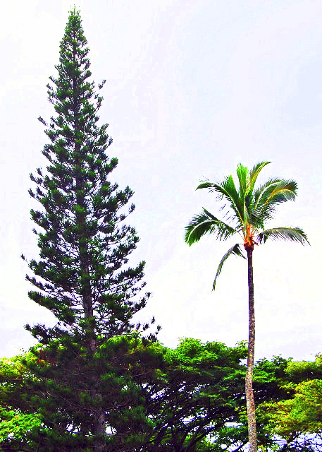 33_10-06-07_ Plant_Cook Pine & Coconut Tree �������Ҭ����0001.JPG