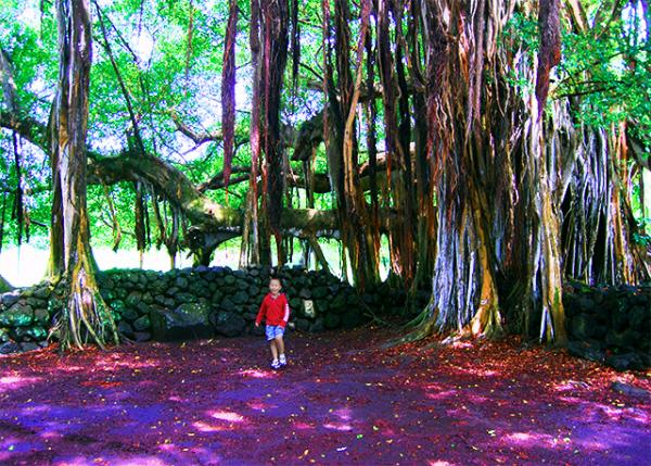 34_10-06-07_ Plant_Banyan Tree Growing into a Maze of Additional Trunks & Providing Vast Shade over 100 Yr Old.jpg