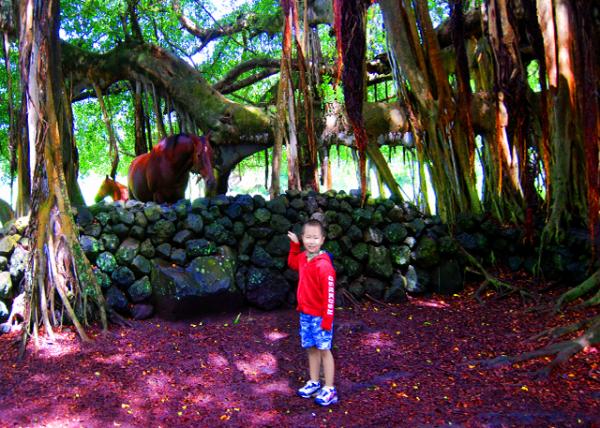 35_10-06-07_Hana Ranch Reflecting Hawaiian Cowboy Culture w the Iconic Banyan Tree of Aerial Roots0001.JPG