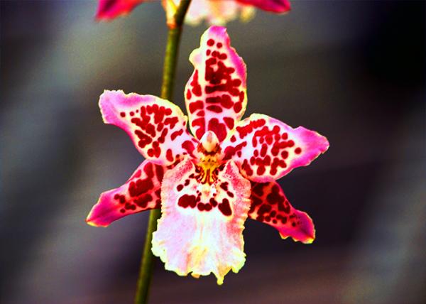 46_10-06-07_ Orchid_Howard's Dream-20001.jpg