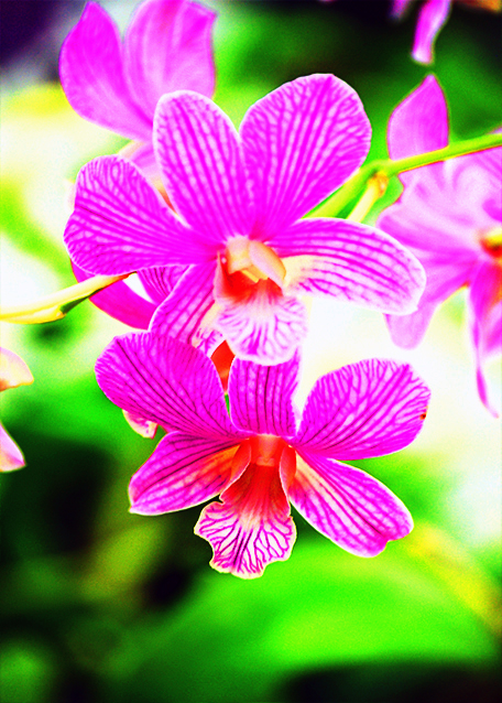 47_10-06-07_ Orchid_Burana Stripeʯ����-20001.jpg