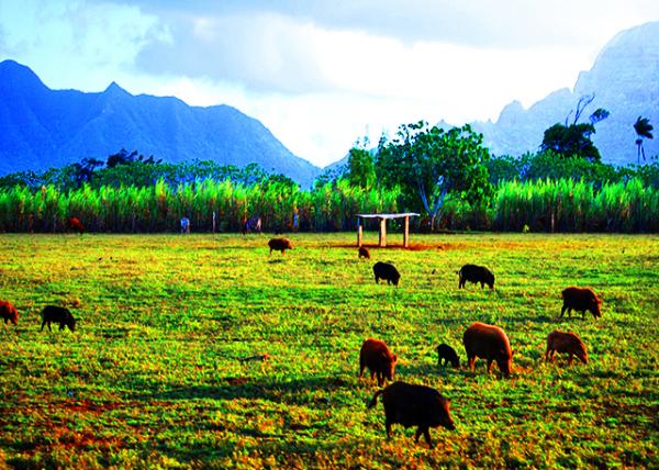 33_10-08-07_ Kilohana Plantation_Range-Free Pig Farm0001.JPG