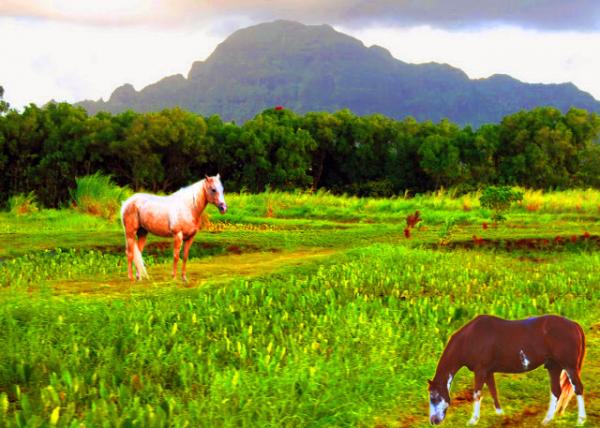 34_10-08-07_ Taro Field w 60% of Hawaiʻi's Products Grown in Kauai ��ͷ�������60%�Ĳ���Դ�ڿɰ���-10001.jpg