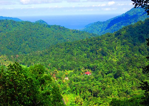 13_01-29-08_ Largely Covered by Rainforest �󲿷ֹ��������ָ���0001.JPG