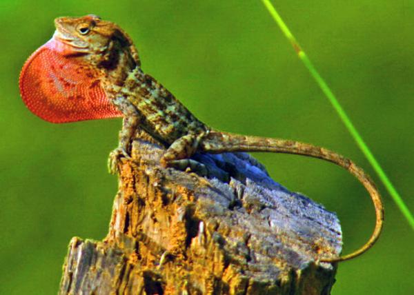 18_Dominican Anole ������˱�ɫ��0001.JPG