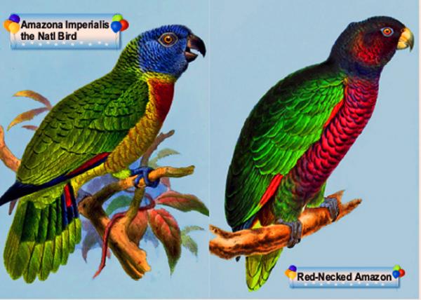 19_Birds.jpg