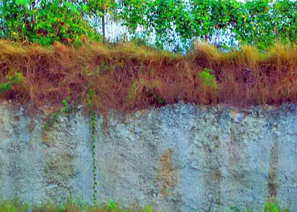 03_01-30-08_ Barbados-Coralstone Wall across the Country ȫ������ɺ��ʯǽ0001.JPG