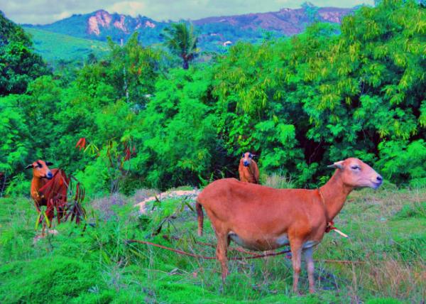 37_01-30-08_ Barbados Blackbelly Sheep Farming �ͰͶ�˹.�ڸ���������0001.JPG
