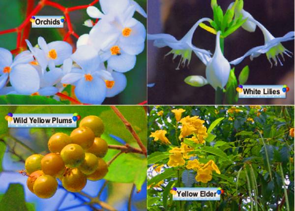 41_Flowers-4.jpg