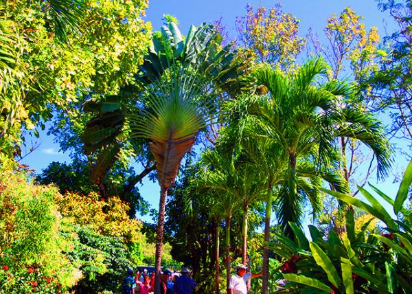 13_01-31-08_ Traveller's Palm ���˽�0001.JPG