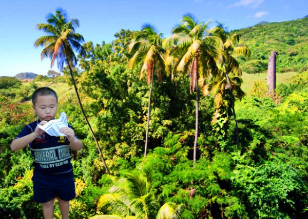 14_01-31-08_ St. Kitts-Rainforest & Fields of Swaying Sugarcane �ȴ�������ҡҷ�ĸ����-10001.jpg