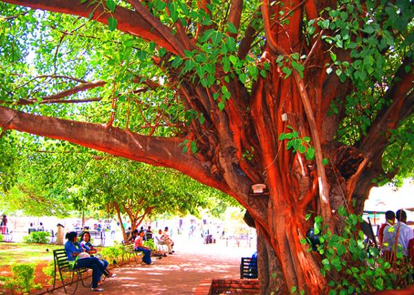 57_02-01-08_ Telephone Booth on Mahogany Tree �һ���ľ�绰ͤ0001.JPG