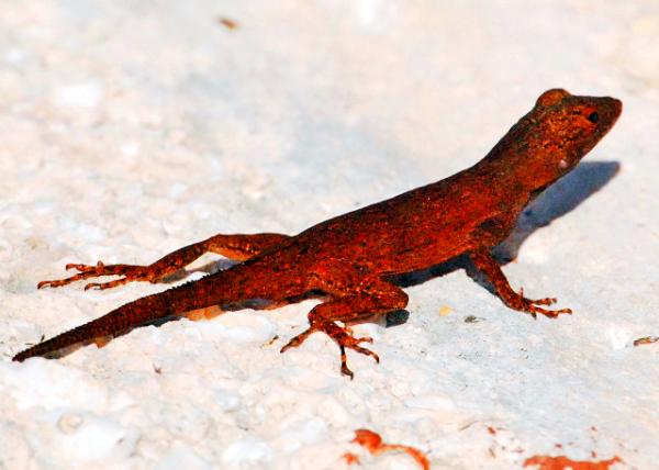 63_02-01-08_ La Romana-Bark Anole0001.JPG