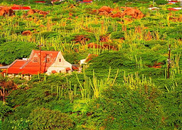24_01-26-09_ Aloe-Covered Countryside «�����ǵ����.jpg