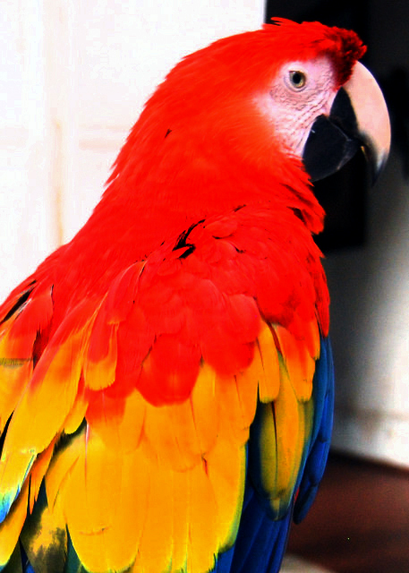 57_01-27-09_ Scarlet Macaw ��ʽ������0001.JPG
