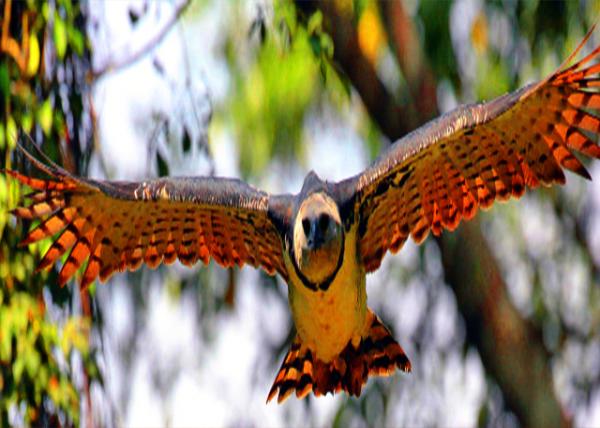 36_Harpy Eagle ���޽ǵ�0001.JPG
