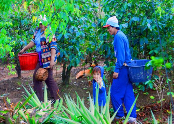 24_01-29-09_ Costa Rican Coco-Picking Family ժ�ɿɶ����˼�0001.JPG