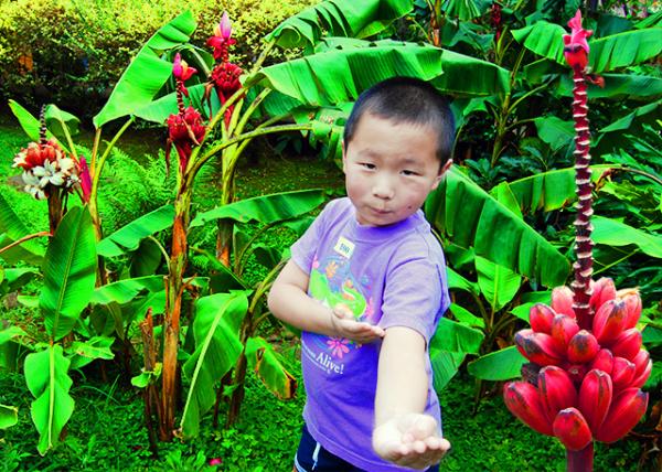 27_01-29-09_ Plant_Pink Banana.jpg