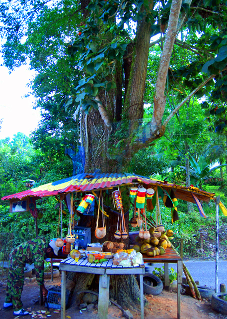 1782075134473062.jpg 12_01-31-09_ Blue Mahoe, the Natl Tree 高槿·国树0001.JPG