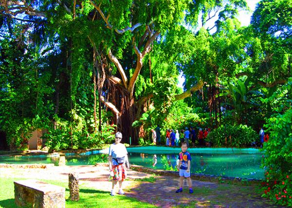 15_01-31-09_ Shaw Garden Park, Featuring a Variety of Tropical Flora.jpg