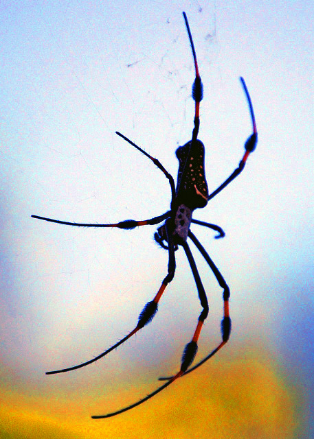 1782076390677251.jpg 25_01-31-09_ Orb-Weaver Spider 园蛛0001.JPG