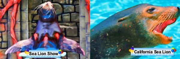25_Sea Lion.jpg