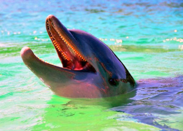 09_2014-08-06_Dolphin w Conical Teeth �������X�ʈA�F��-10001.JPG