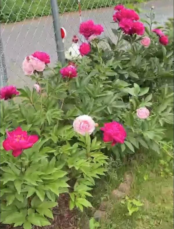 1782178180405068.jpg 牡丹001.jpg