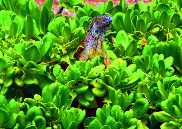 31_2014-08-07_Lizard ����0001.JPG