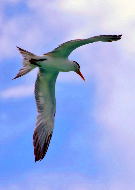 32_2014-08-07_Sea Bird ���� 0001.JPG