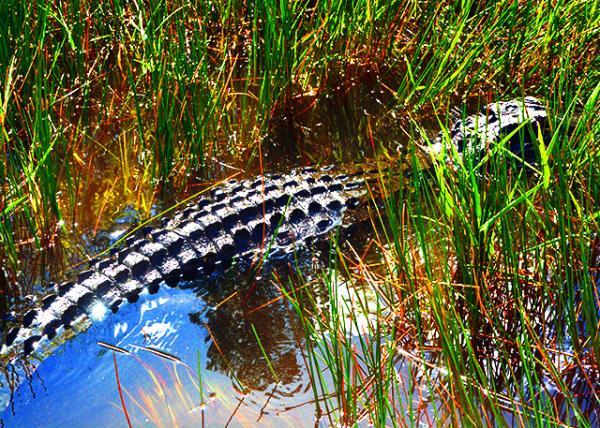 07_2014-08-09_Alligator Thrived in Freshwater Sloughs and Marl Prairies ��������������ˮ�������̿��ԭ�з�����Ϣ-10001.JPG