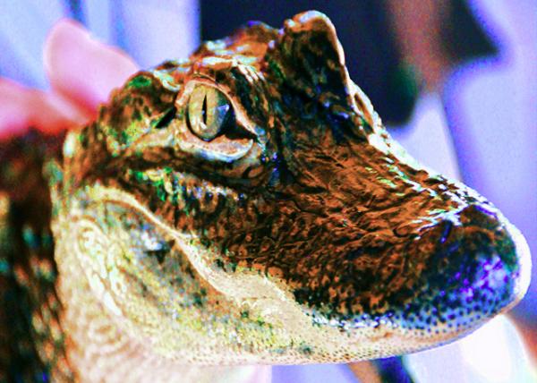 08_2014-08-09_Alligator ����������-40001.JPG