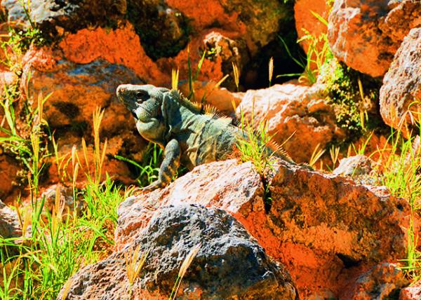 65_2014-11-03_Animal_Iguana-20001.JPG