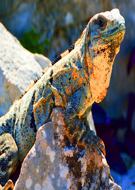 29_2014-11-04_Animal_Iguana ����-30001.JPG