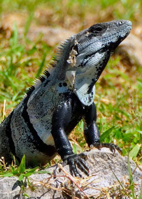 30_2014-11-04_Animal_Iguana-50001.JPG