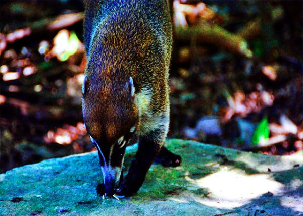 2014-11-04_Animal_White-Nosed Coati.jpg