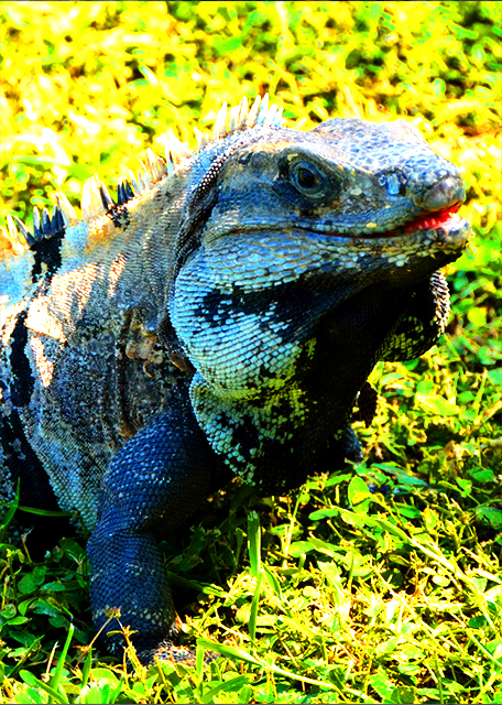 31_2014-11-04_Basking & Observation_Baywatcher0001.jpg