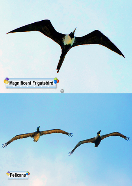 2014-11-05_Magnificent Frigatebird & Pelicans0001.jpg