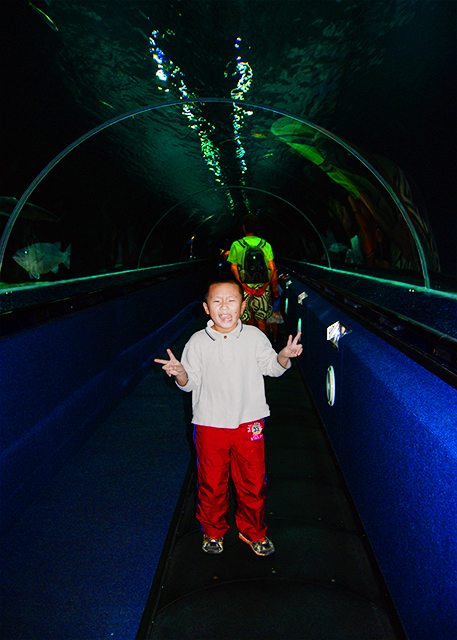 1782329370236844.jpg 21_12-18-09_ Riding through the Plexiglas Tube @ Oceanarium of Kelly Tarlton's Underwater World 凯利·塔顿海底世界水族馆—穿过有机玻璃隧道.JPG